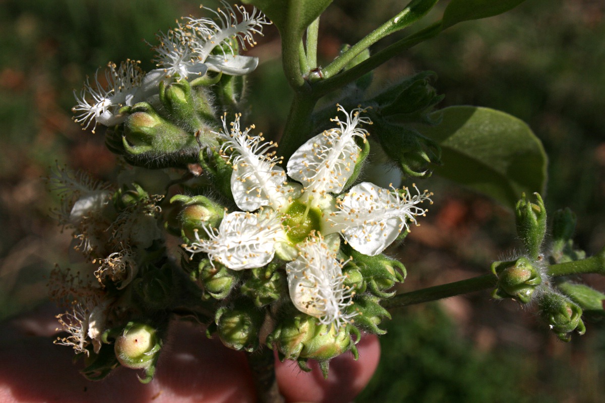 Lophostemon confertus