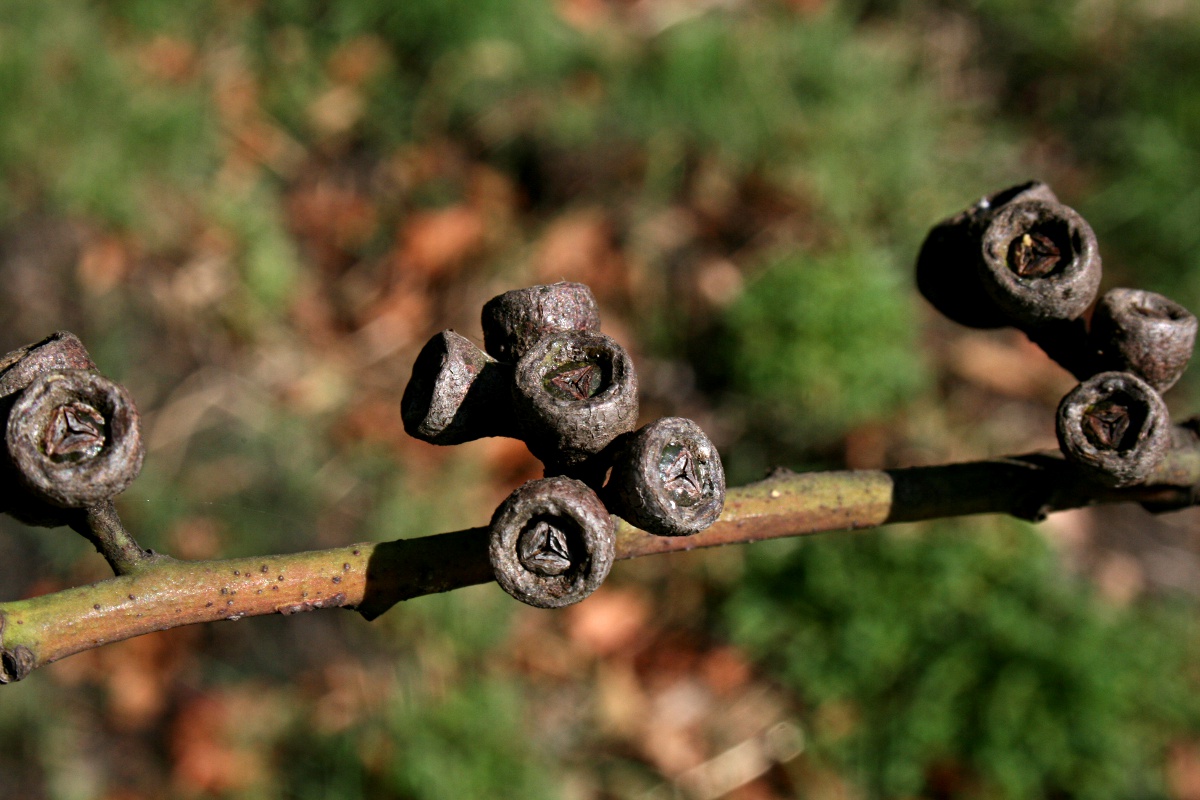 Lophostemon confertus Lophostemon confertus