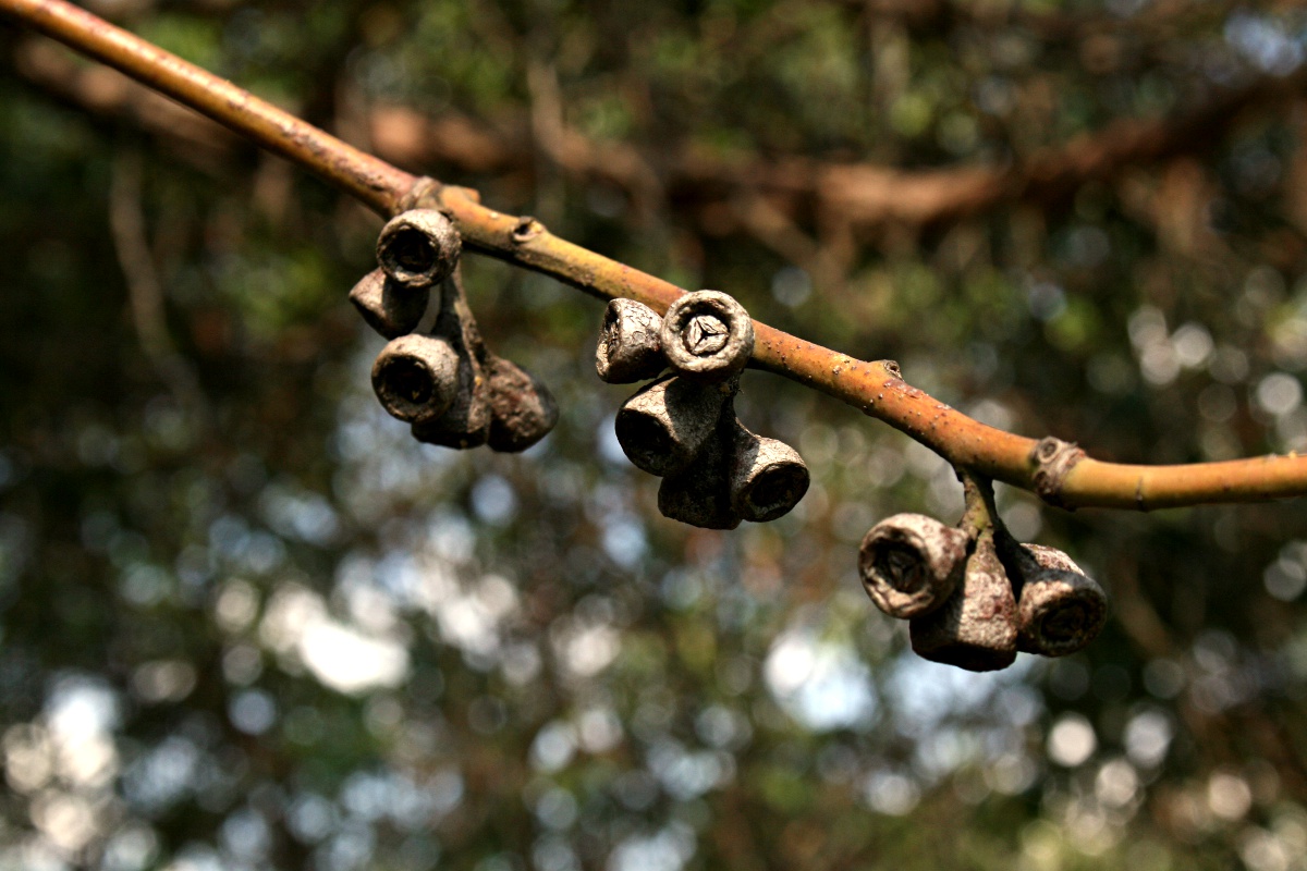 Lophostemon confertus