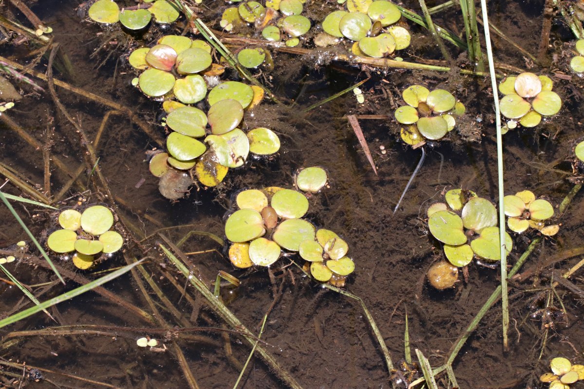 Limnobium laevigatum