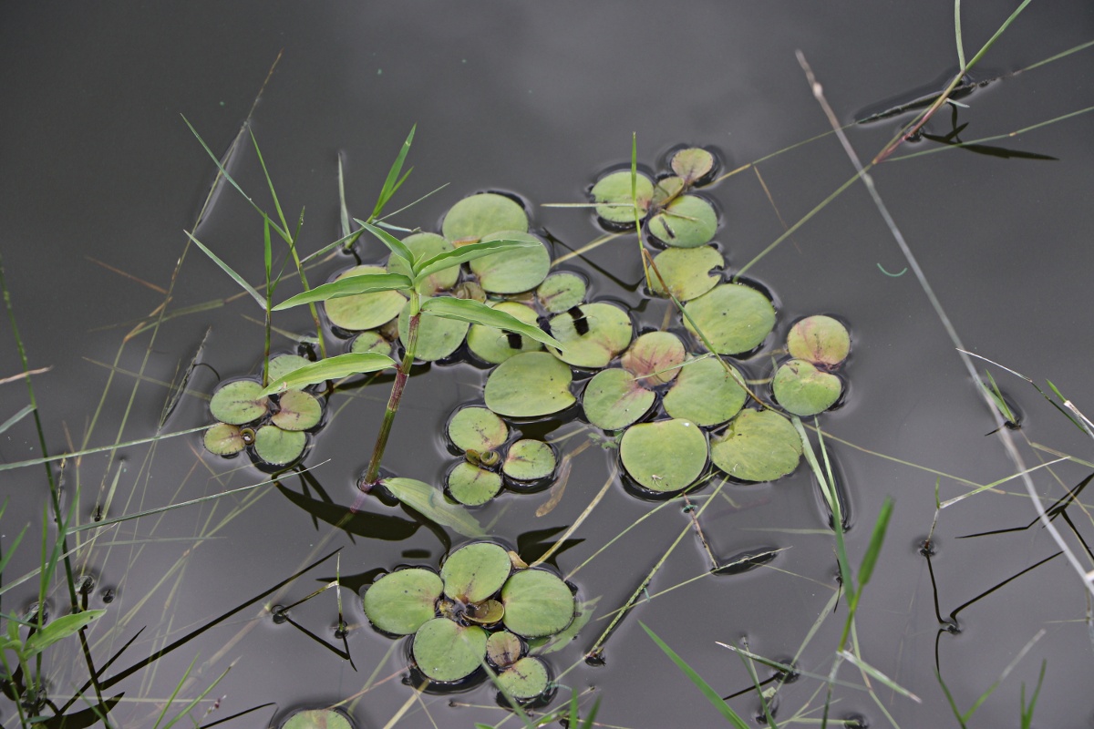 Limnobium laevigatum