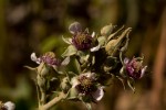 Rubus rigidus