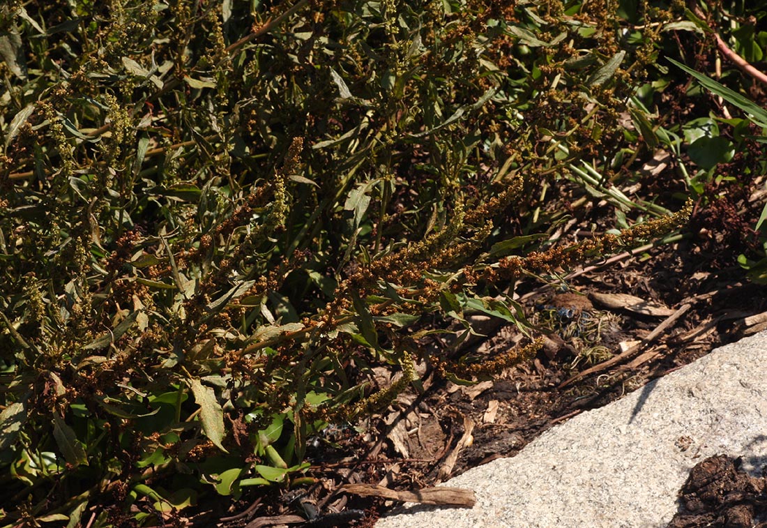 Rumex palustris Rumex palustris