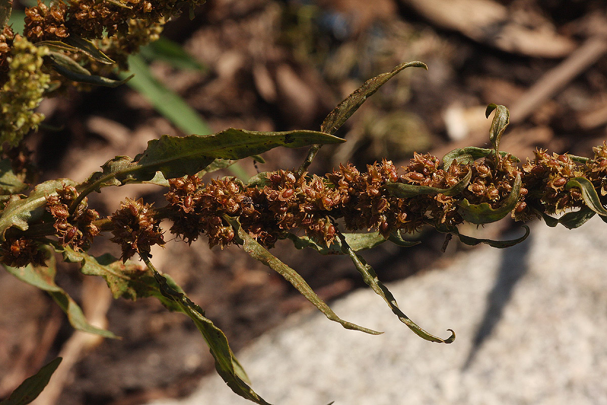 Rumex palustris Rumex palustris