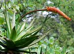 Aloe mawii