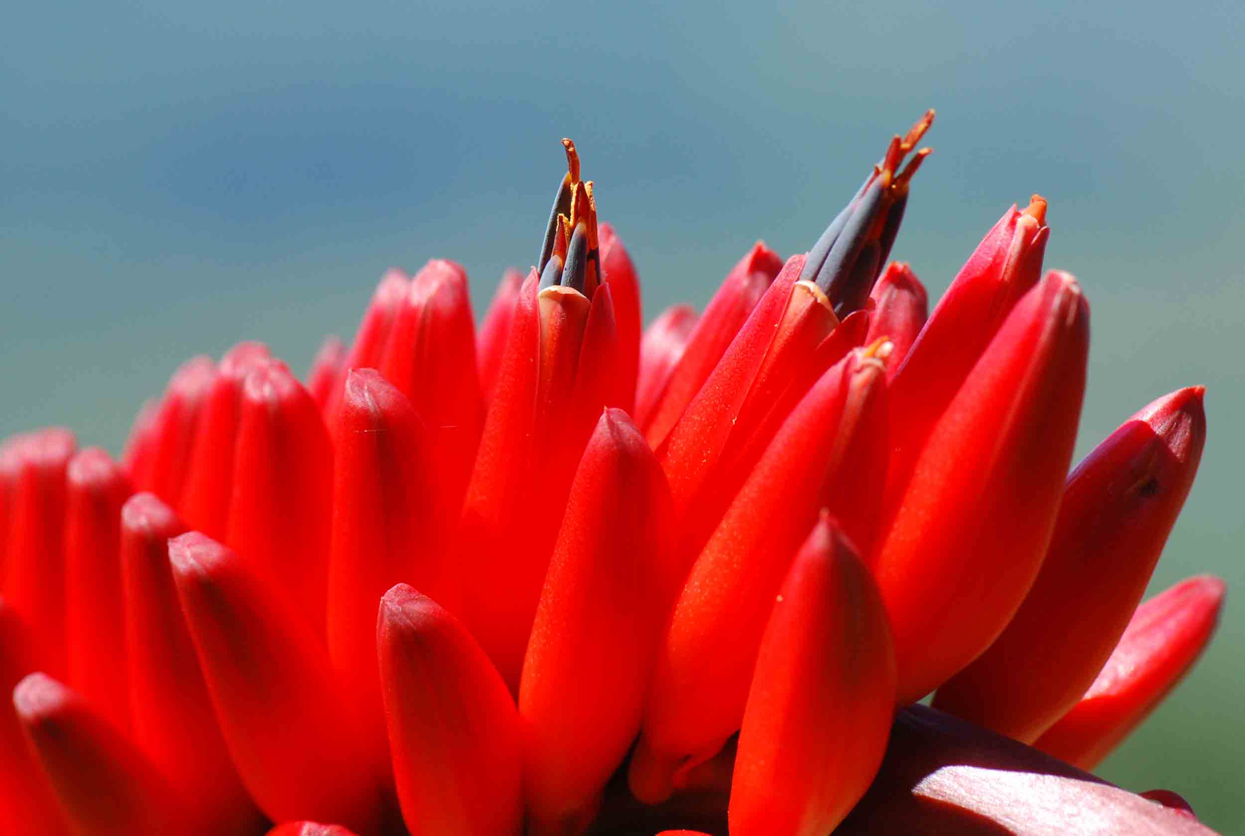Aloe mawii