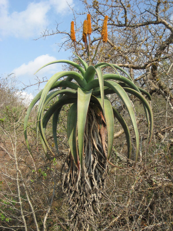 Aloe excelsa var. breviflora