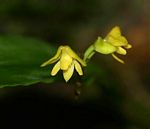Polystachya cultriformis (yellow-flowered form)