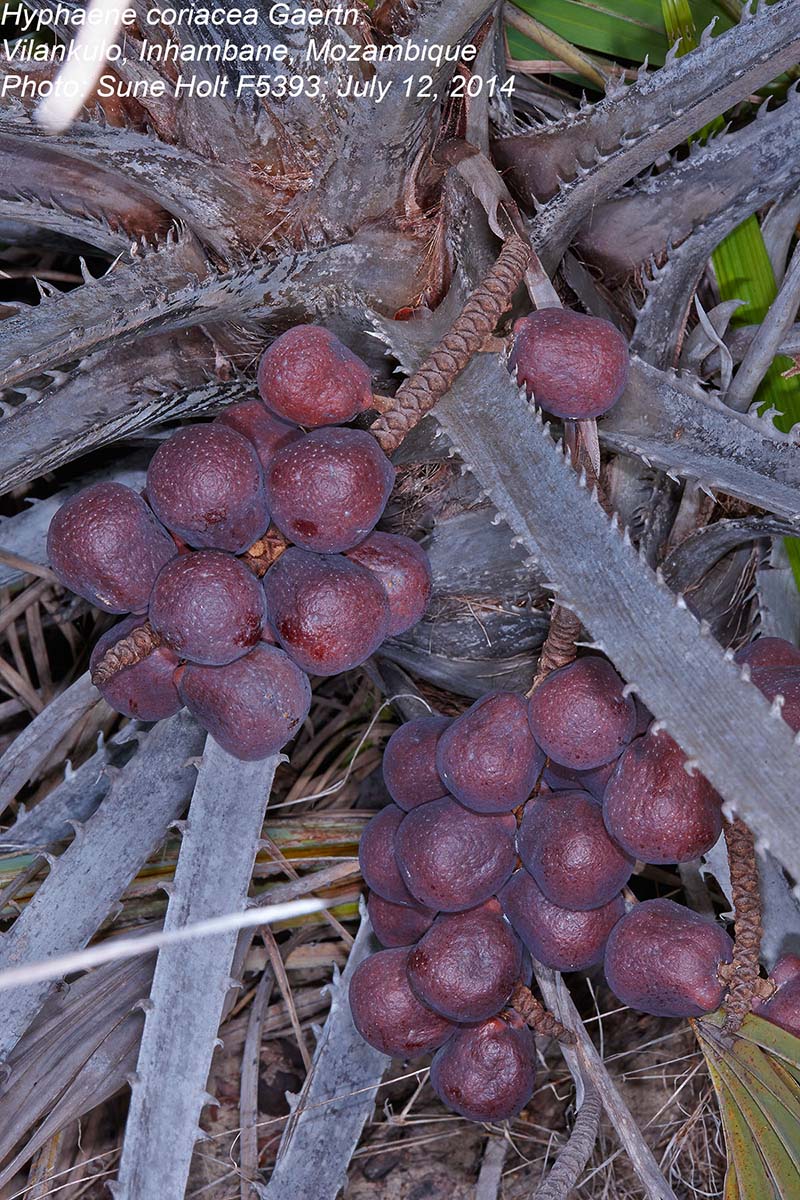 Hyphaene coriacea Hyphaene coriacea