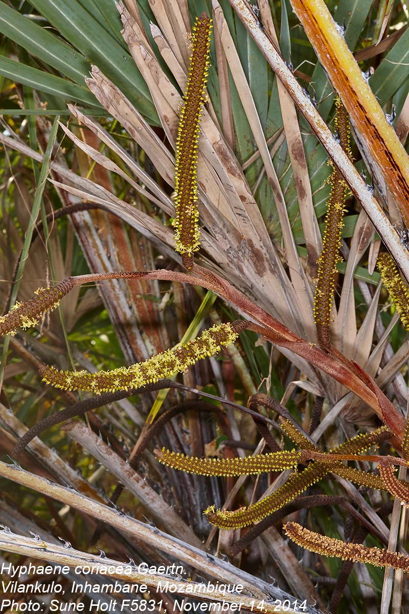 Hyphaene coriacea