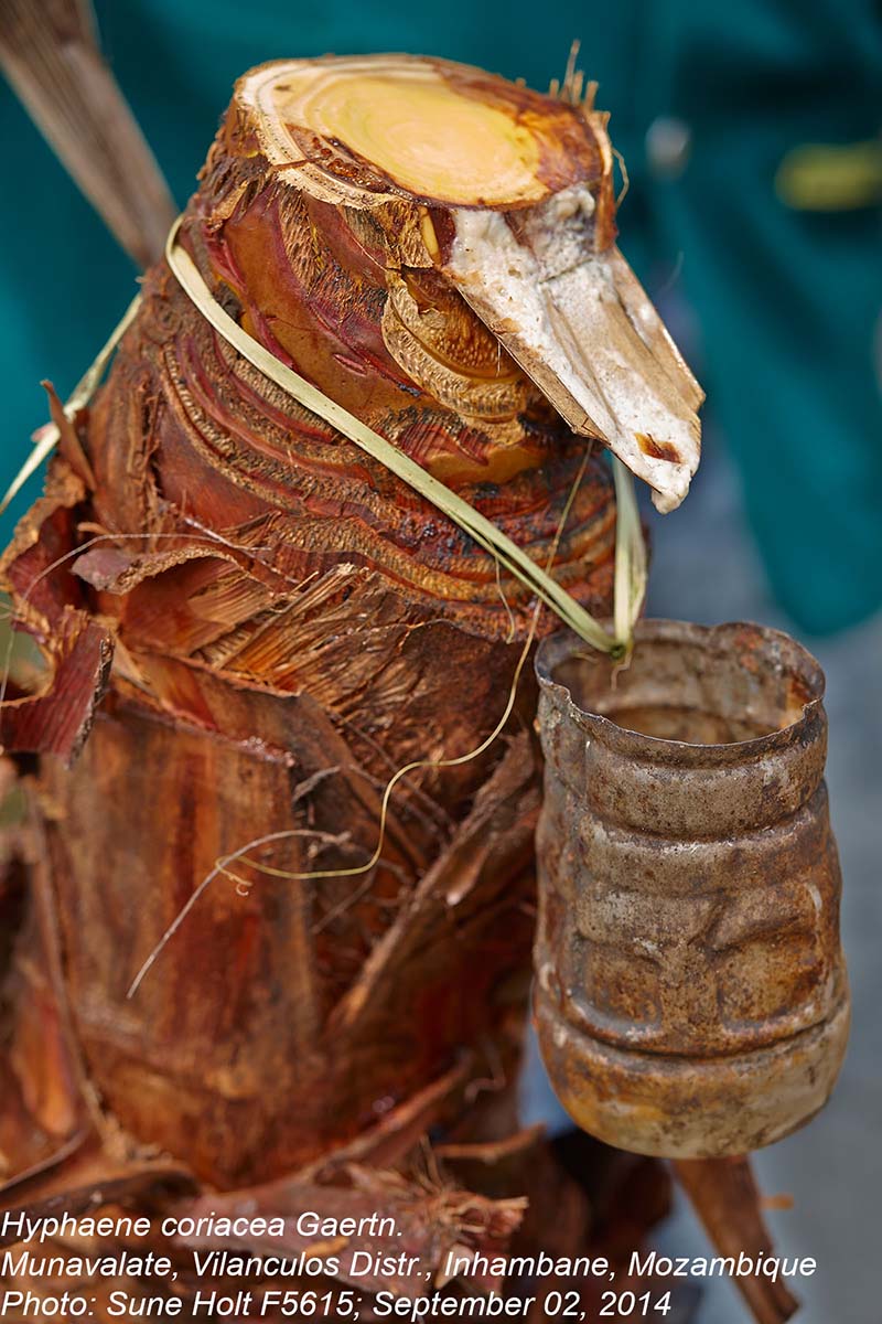 Hyphaene coriacea