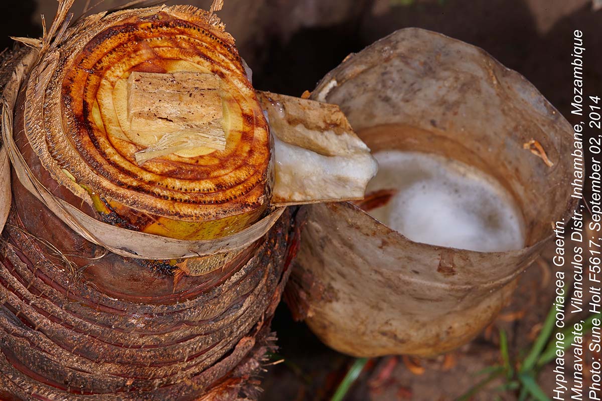 Hyphaene coriacea Hyphaene coriacea