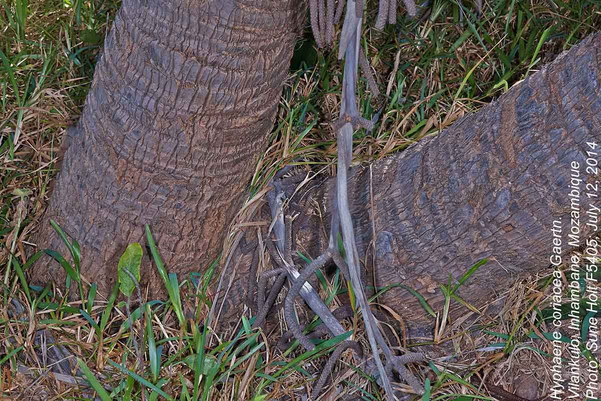Hyphaene coriacea