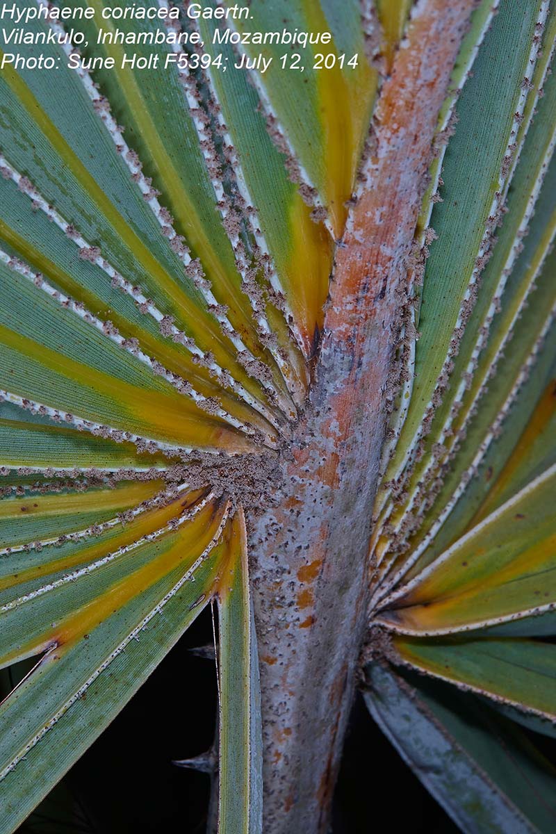 Hyphaene coriacea