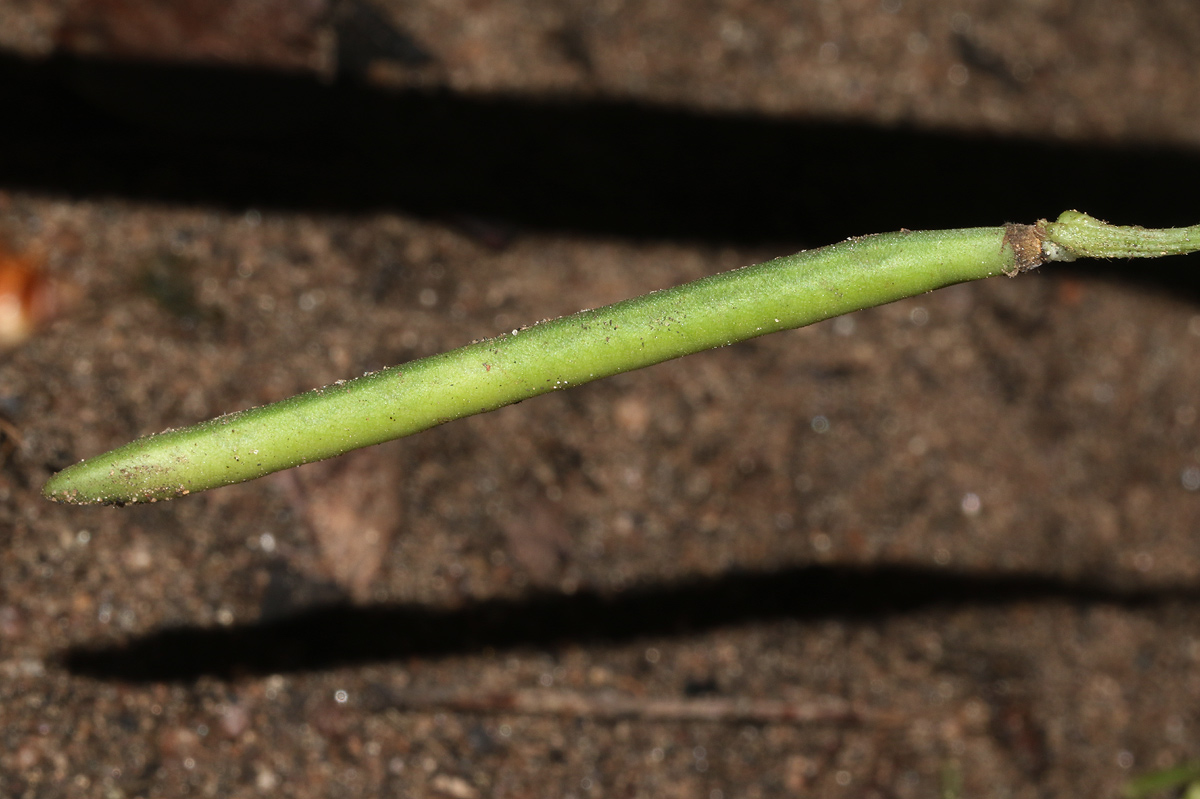 Vigna unguiculata