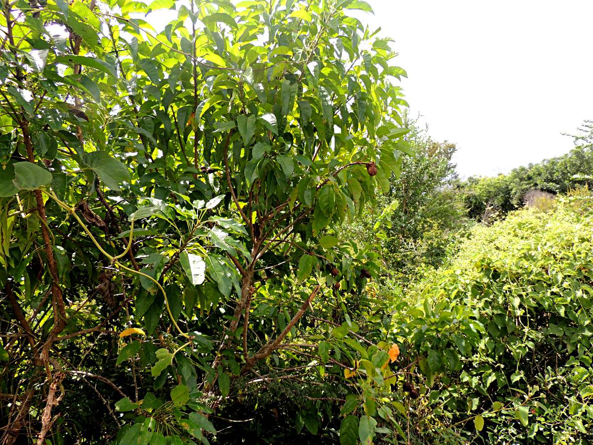 Croton inhambanensis Croton inhambanensis