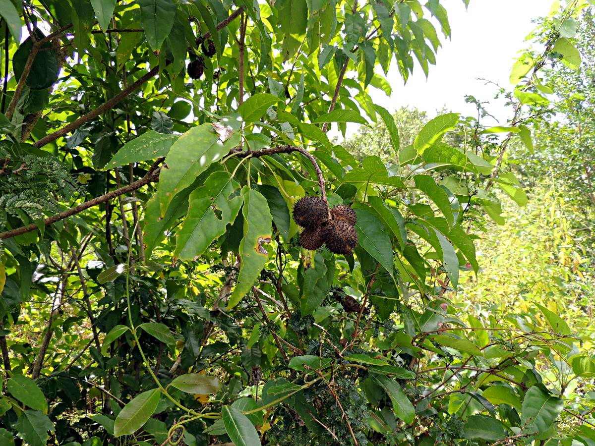 Croton inhambanensis Croton inhambanensis