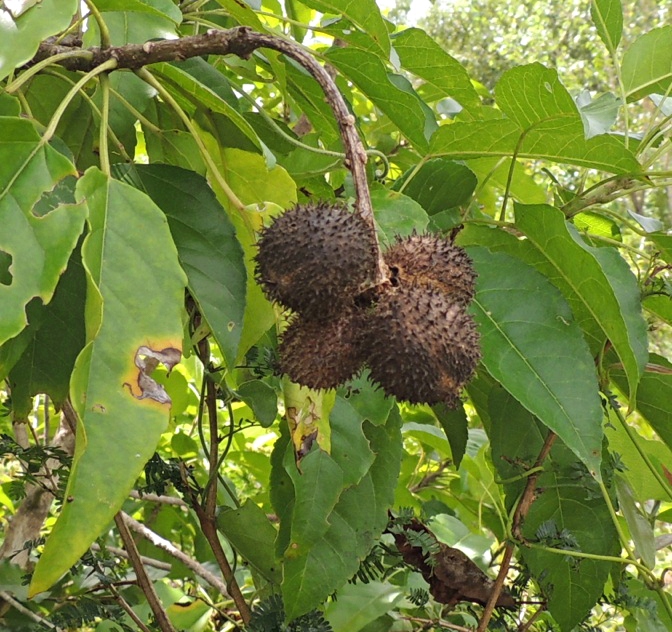 Croton inhambanensis Croton inhambanensis