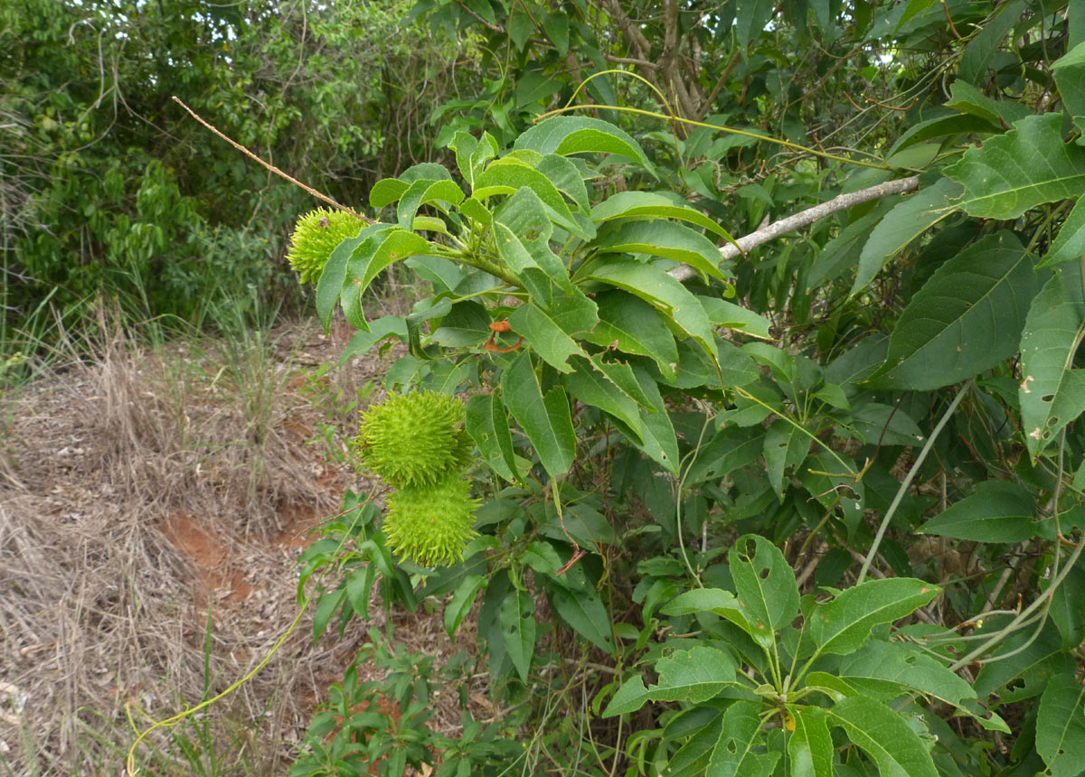 Croton inhambanensis Croton inhambanensis