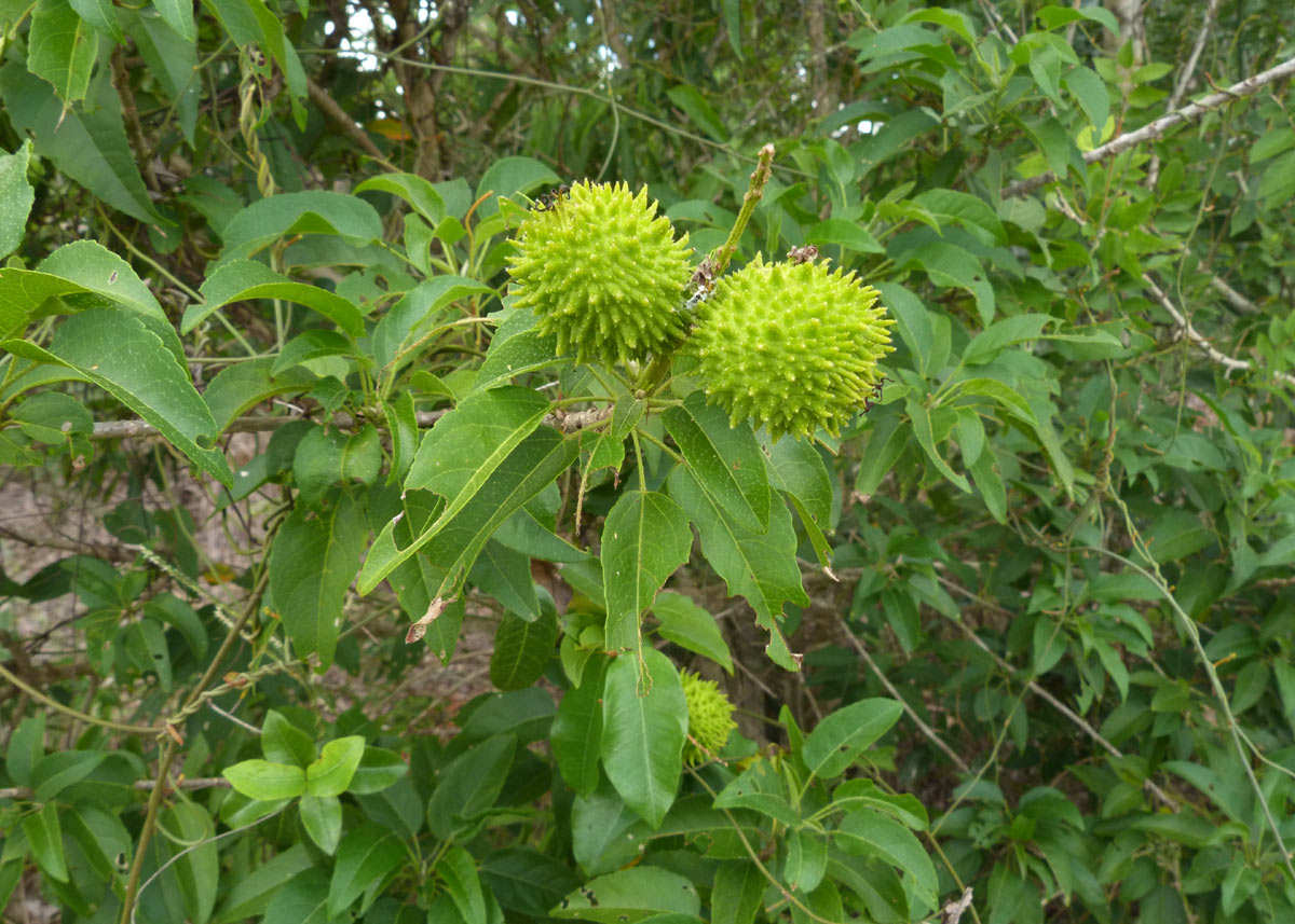 Croton inhambanensis Croton inhambanensis