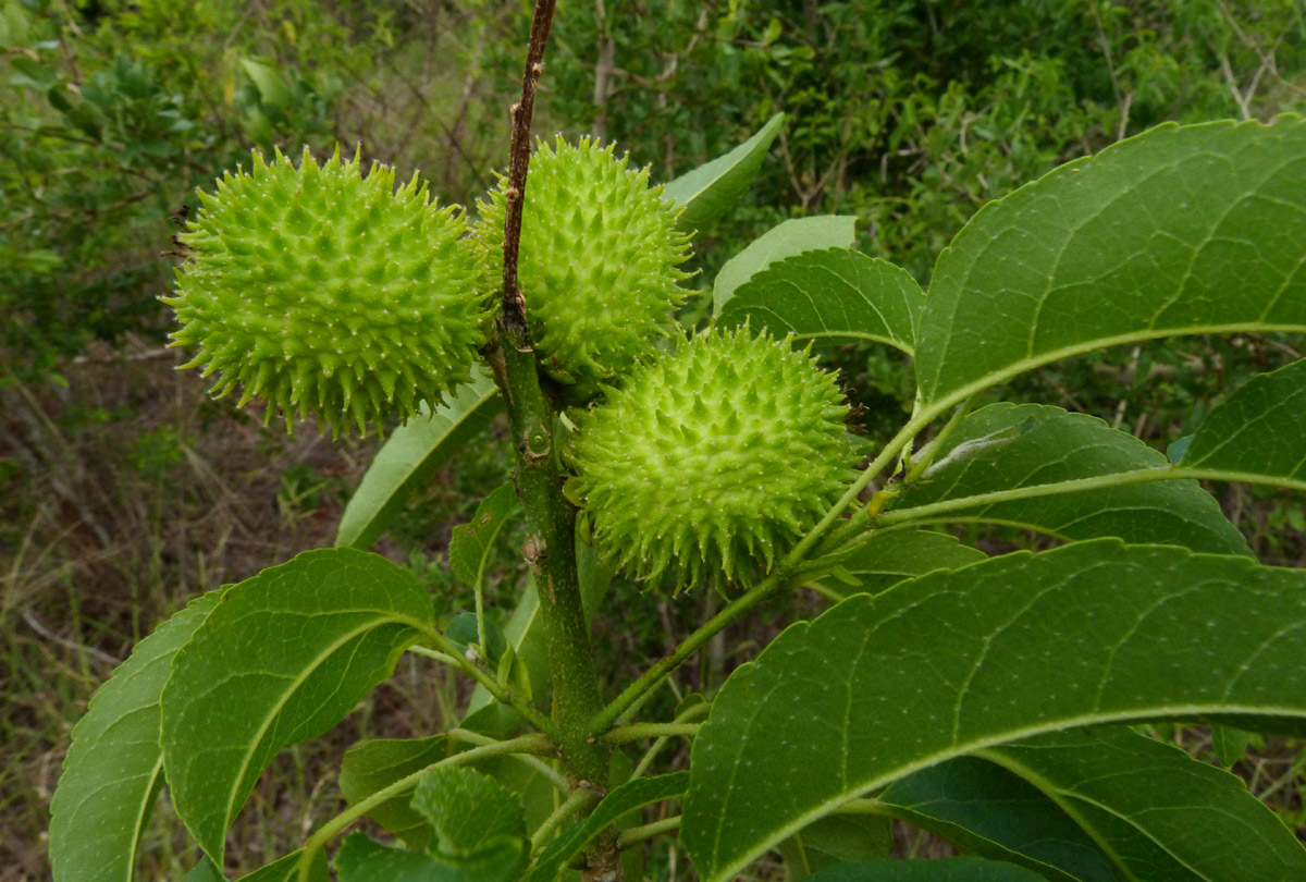 Croton inhambanensis Croton inhambanensis