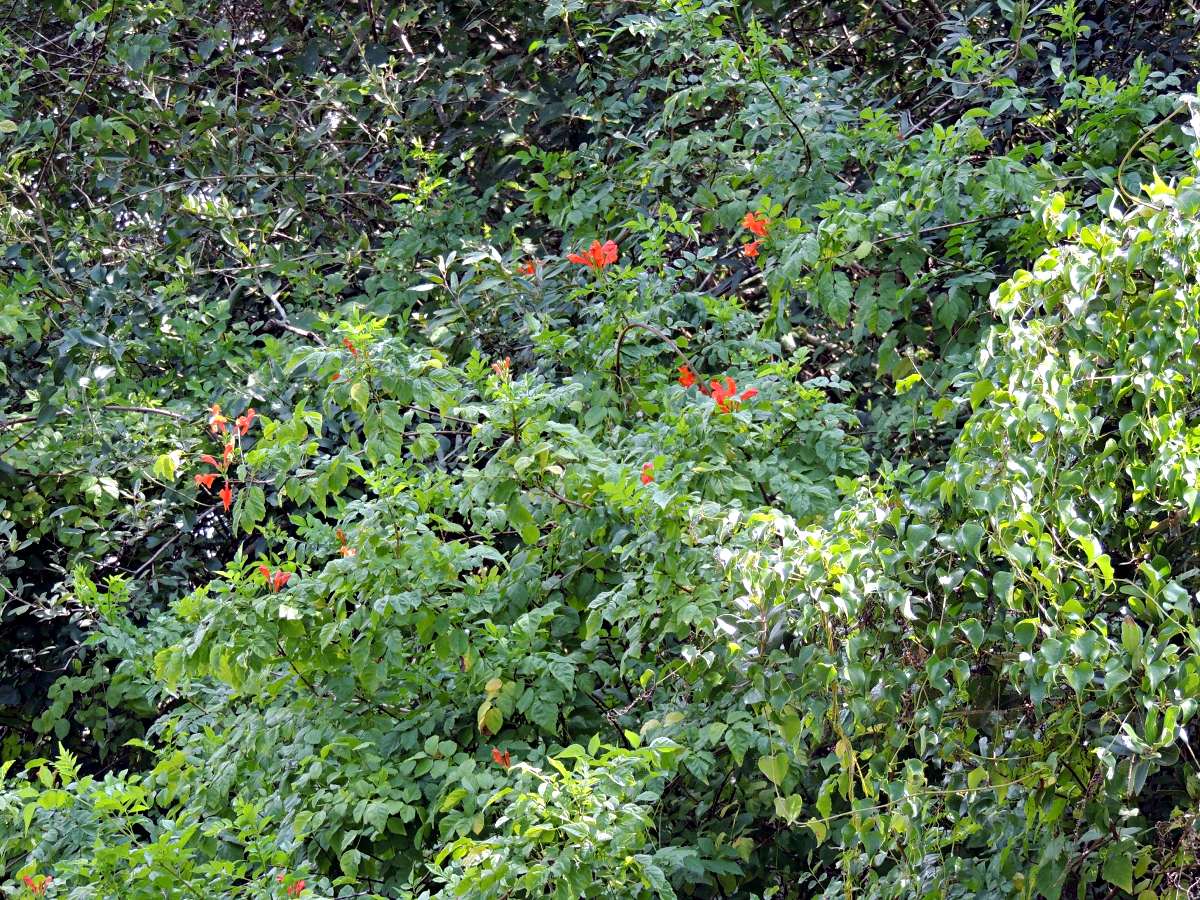 Tecomaria capensis subsp. capensis