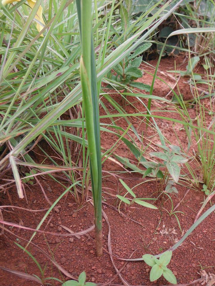 Moraea verdickii Moraea verdickii