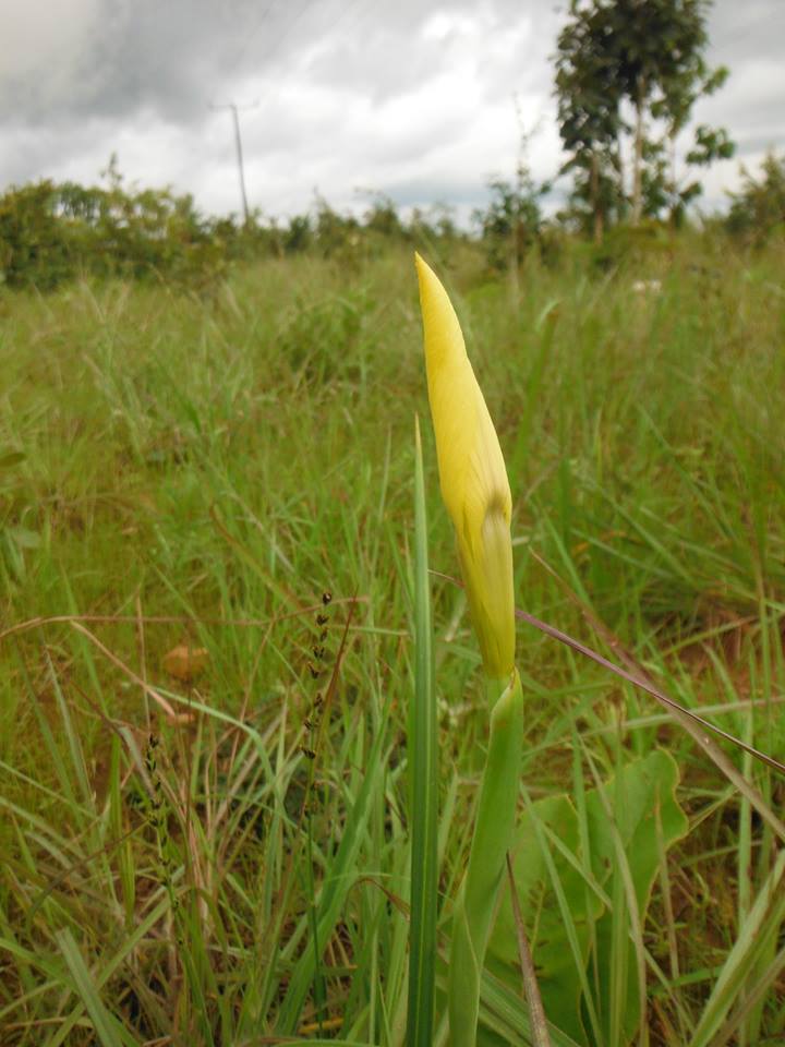 Moraea verdickii Moraea verdickii