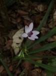Freesia laxa subsp. azurea