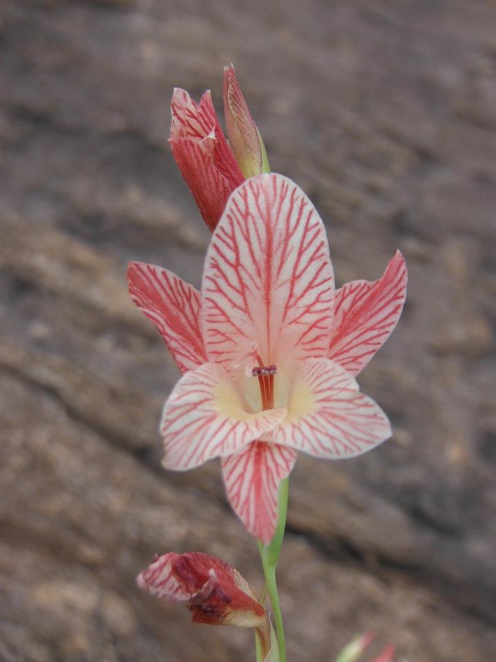 Gladiolus erectiflorus