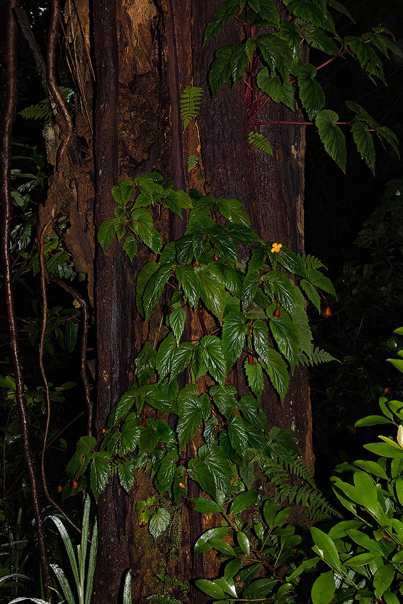 Begonia sutherlandii subsp. sutherlandii