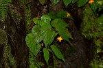 Begonia sutherlandii subsp. sutherlandii