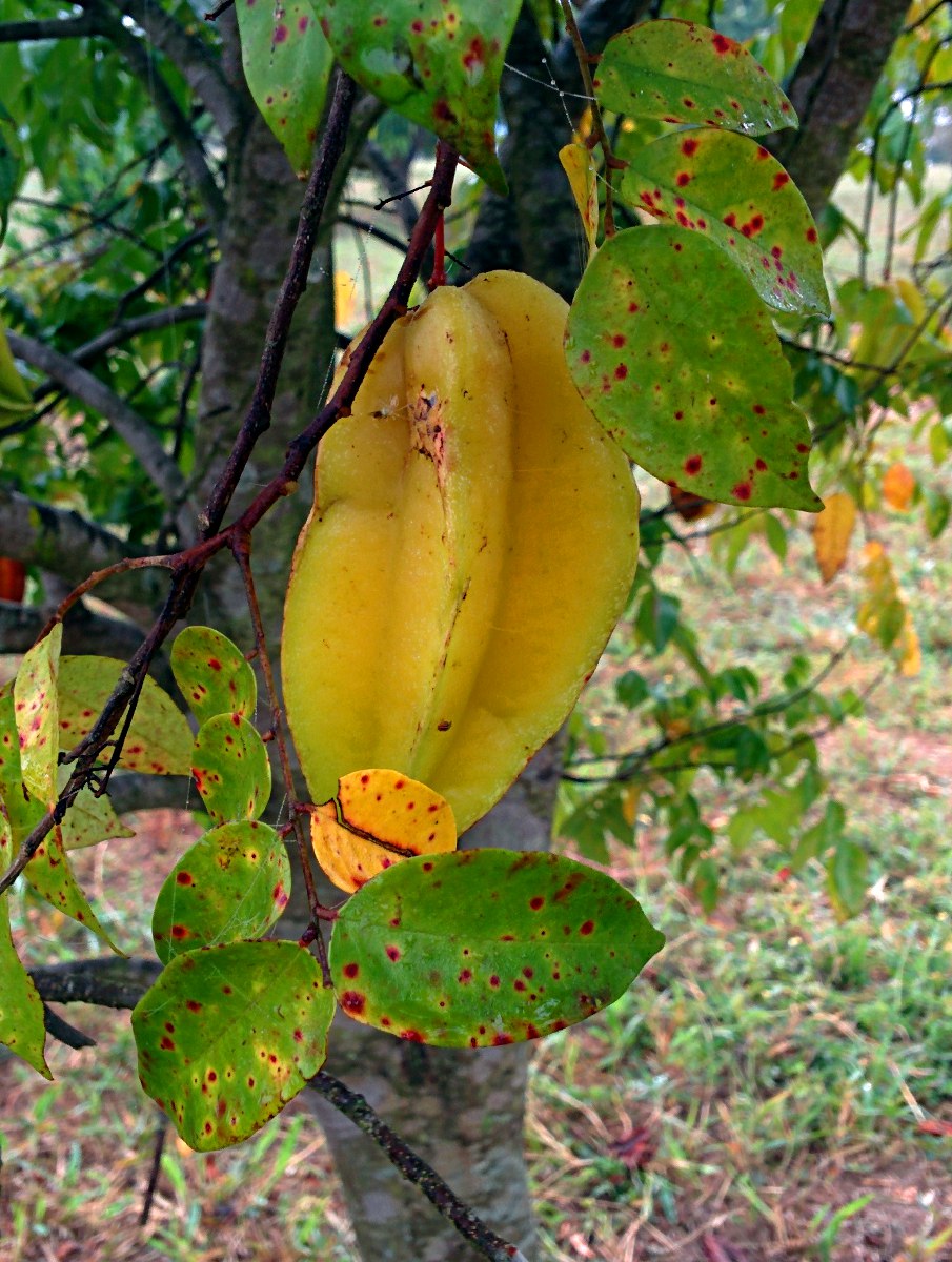 Averrhoa carambola Averrhoa carambola