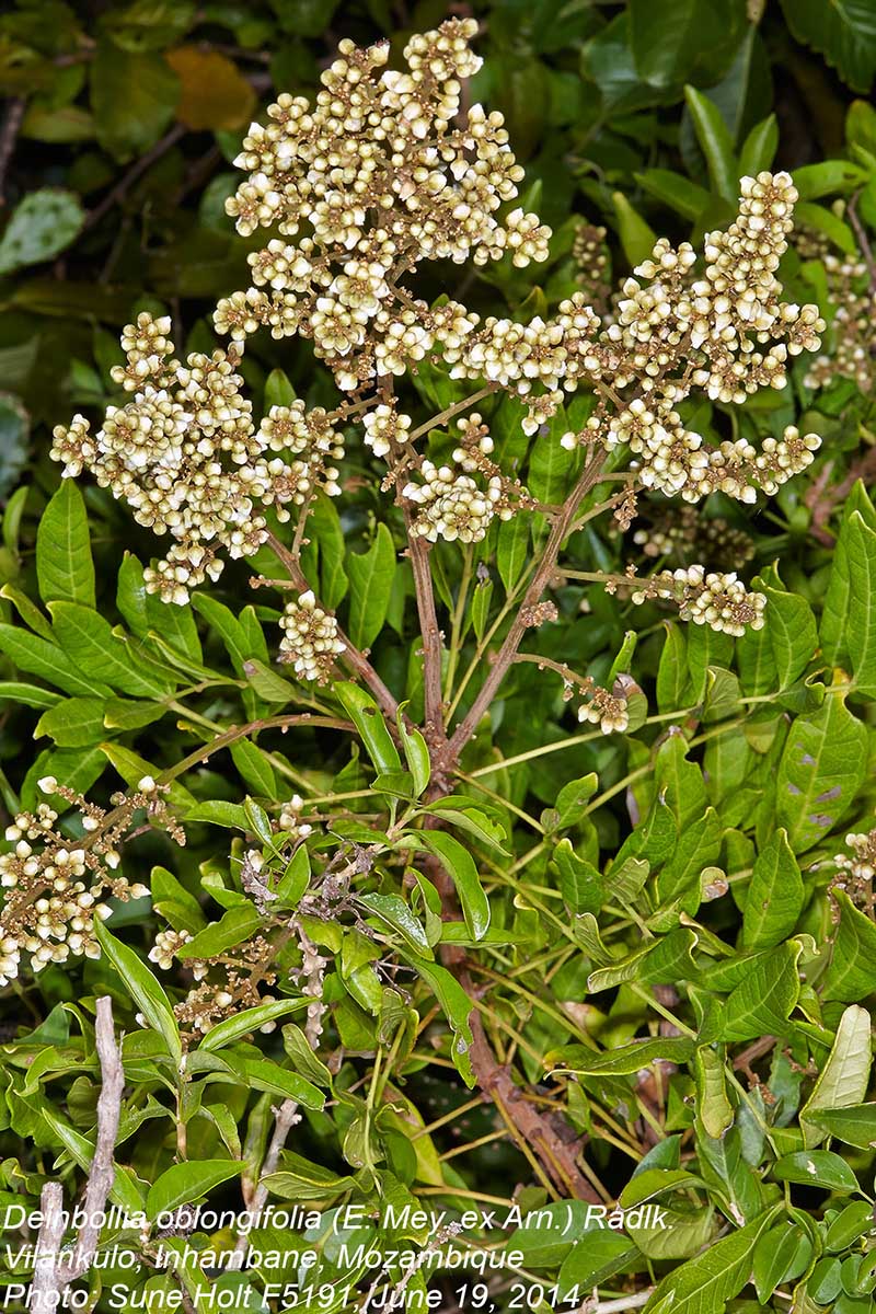 Deinbollia oblongifolia Deinbollia oblongifolia