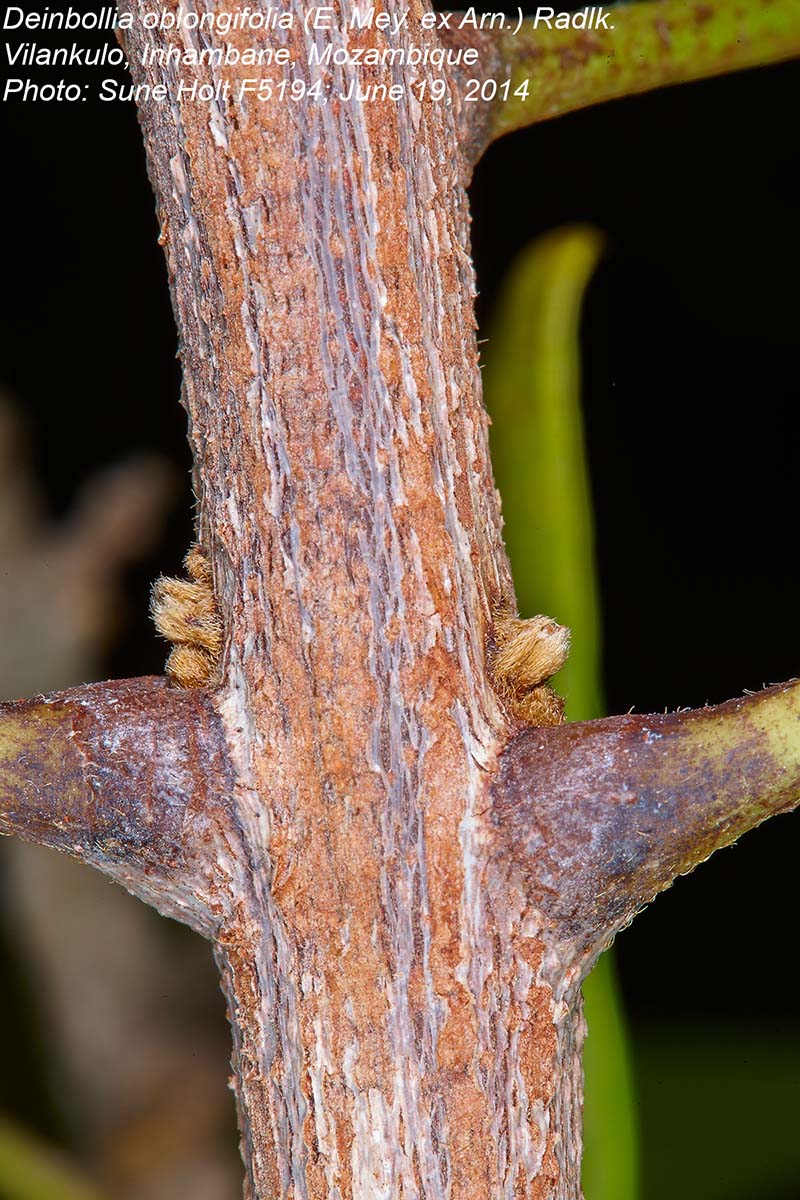 Deinbollia oblongifolia Deinbollia oblongifolia