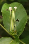 Oxyanthus latifolius