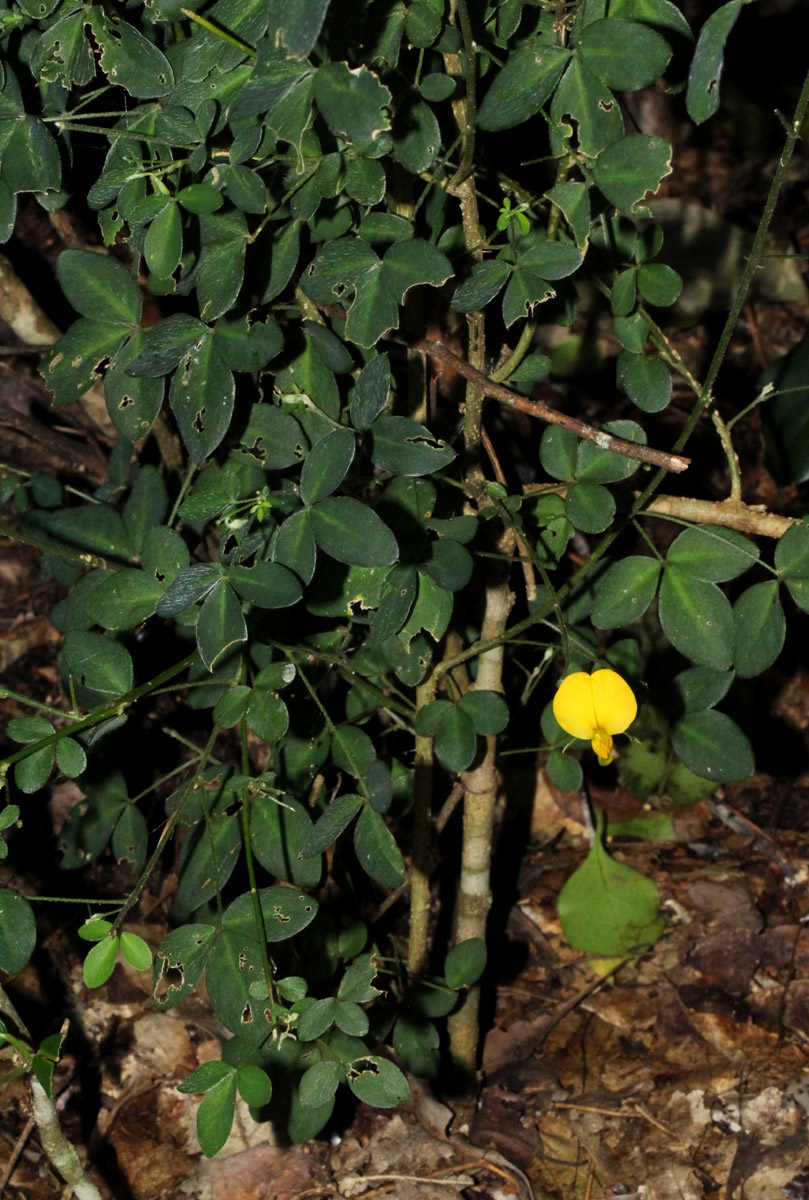 Crotalaria goodiiformis
