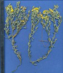 Crotalaria dura subsp. mozambica