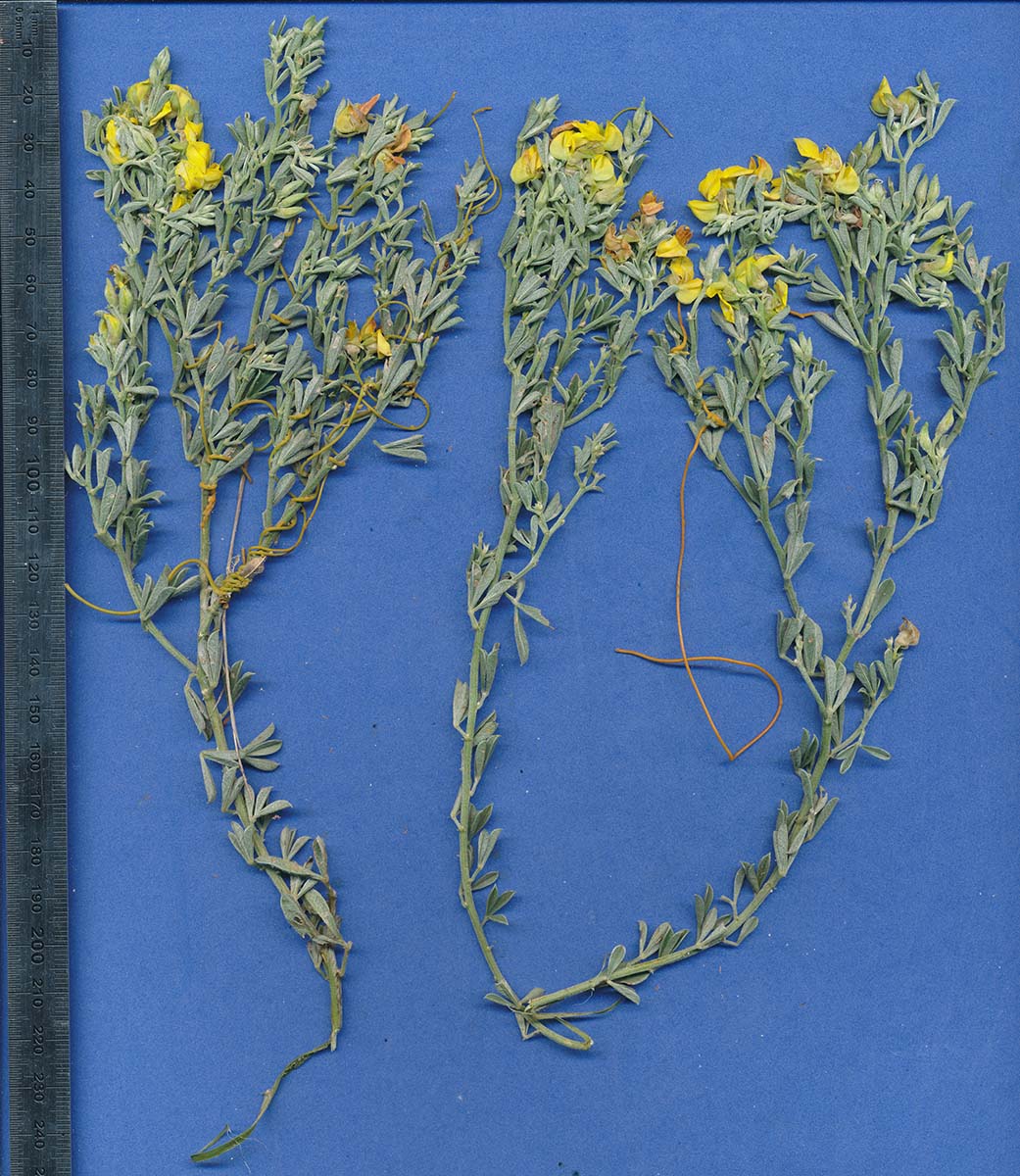 Crotalaria dura subsp. mozambica