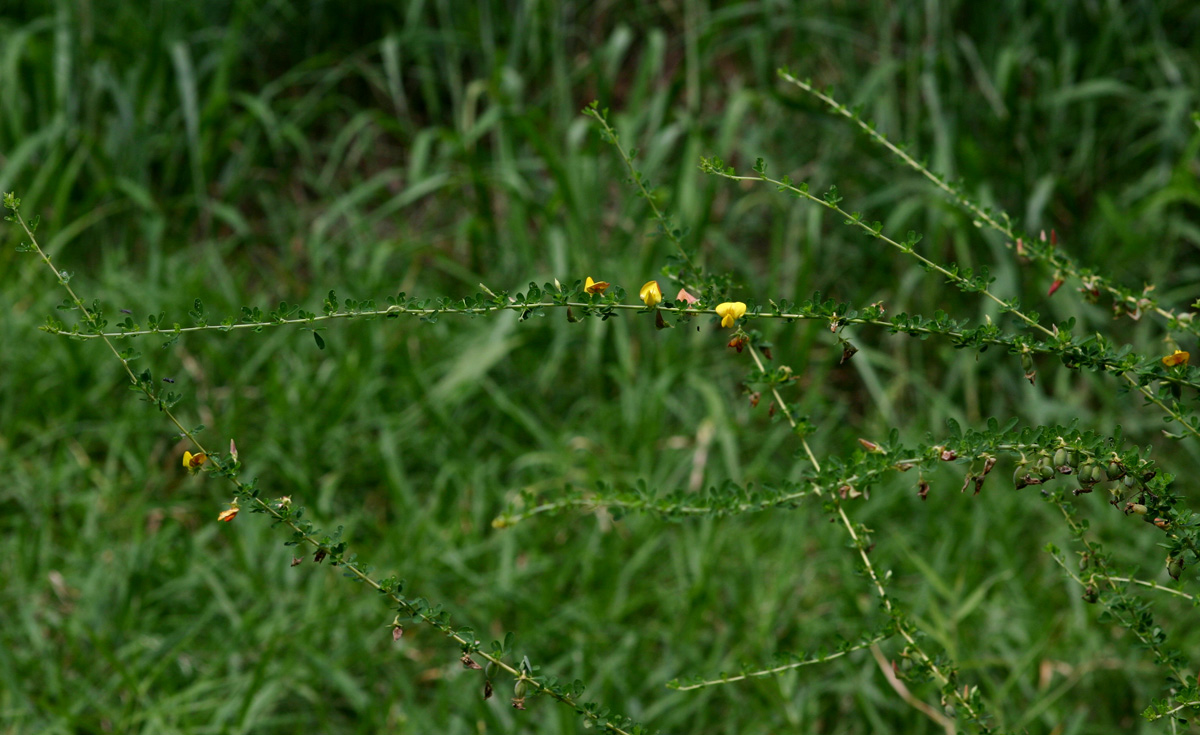 Crotalaria virgulata subsp. forbesii