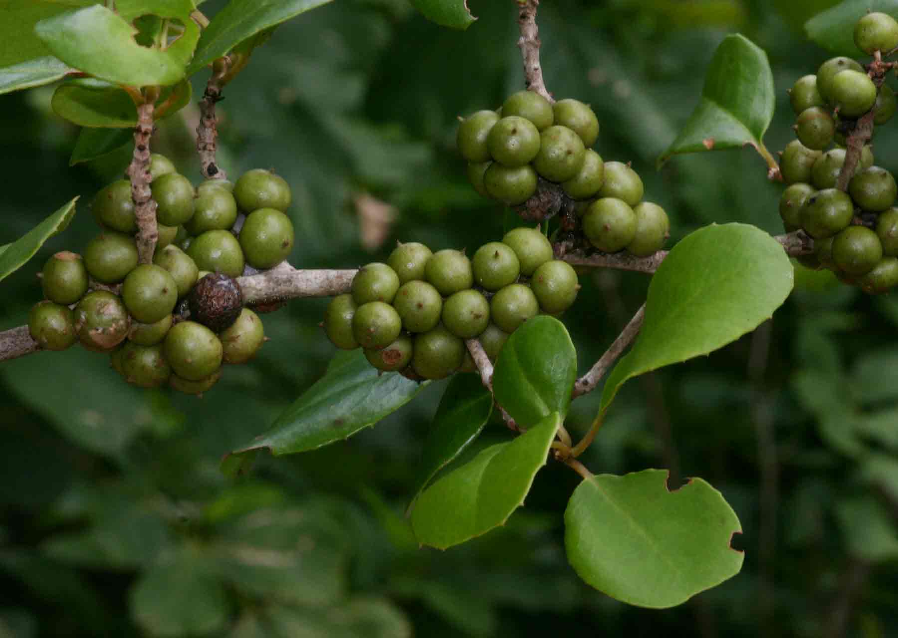 Embelia xylocarpa Embelia xylocarpa