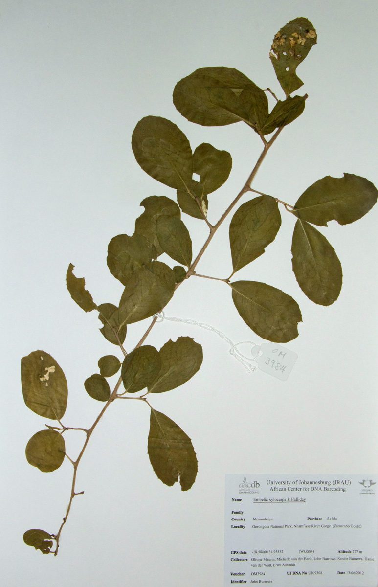 Embelia xylocarpa Embelia xylocarpa