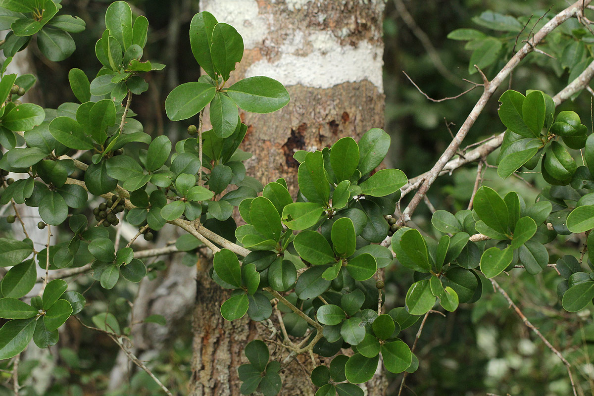 Embelia xylocarpa