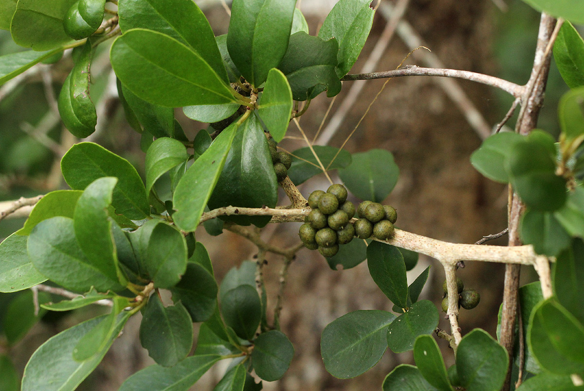 Embelia xylocarpa Embelia xylocarpa