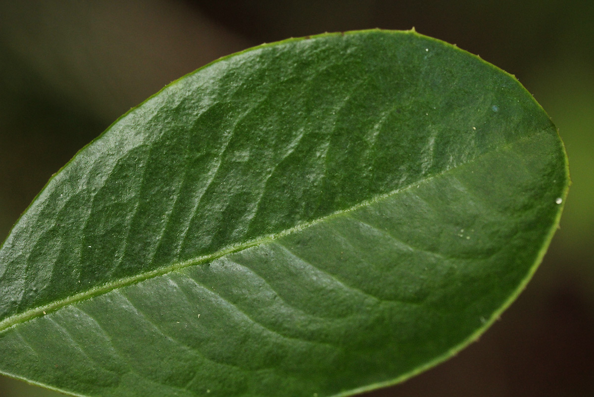 Embelia xylocarpa Embelia xylocarpa