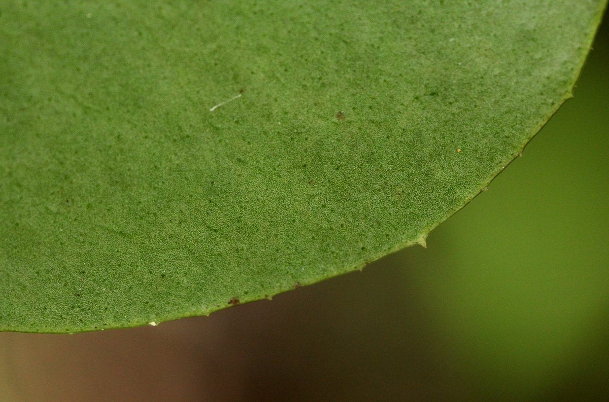 Embelia xylocarpa Embelia xylocarpa
