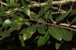 Euclea natalensis subsp. obovata