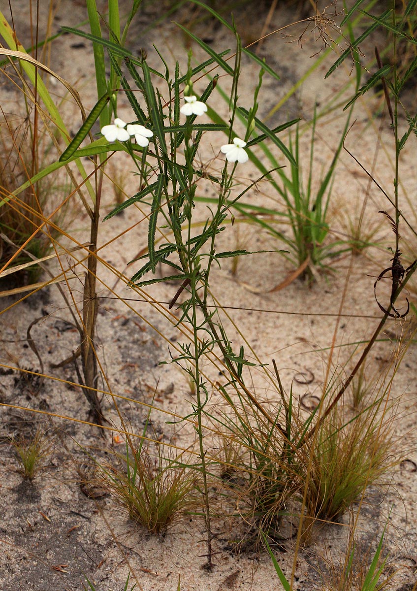 Striga pubiflora Striga pubiflora