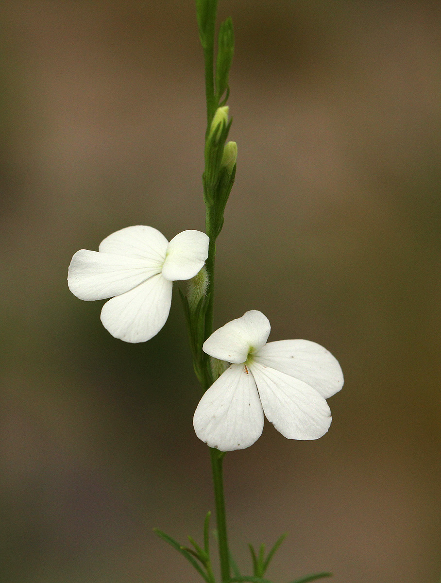 Striga pubiflora Striga pubiflora