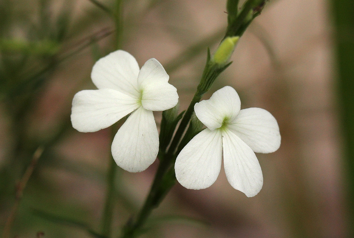 Striga pubiflora Striga pubiflora